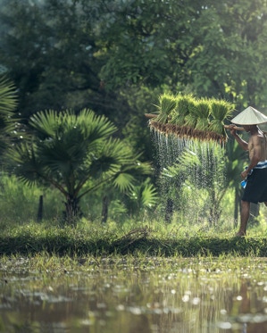 Organic Rice Noodle