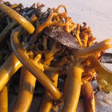 Red Kelp